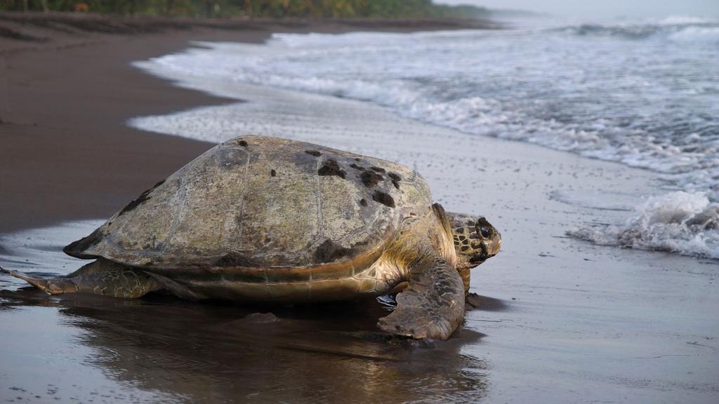 In Tortuguero National Park you will be able to watch rare sea turtles nesting on the beaches, whilst the secluded landscapes of the Osa Peninsula provide a chance for whale watching and jungle hikes