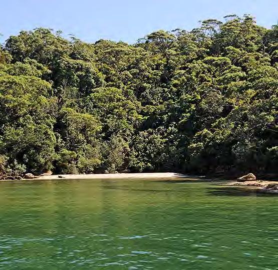 Greater Sydney Harbour Coastal Management Plan Scoping Study 9 Introduction A) Coastal Wetland & Littoral Rainforest