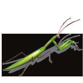 This predatory insect is most often green or brown in color.