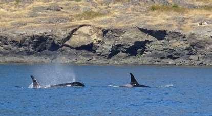 We ll look for Orca, Gray, Humpback, and Minke whales, as well as porpoises, seals, sea lions, otters, and bald eagles.