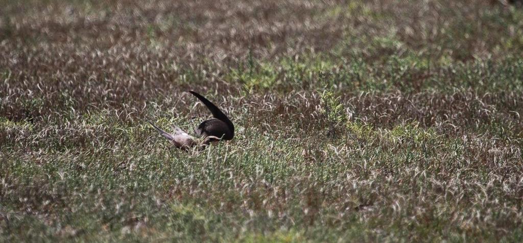 Figure 8. Collared pratincole (Glareola pratincola) displaying distraction display, including feigning injury. 2.1.2 Second survey: 14 July 2018 The second survey was conducted on 14 July 2018.