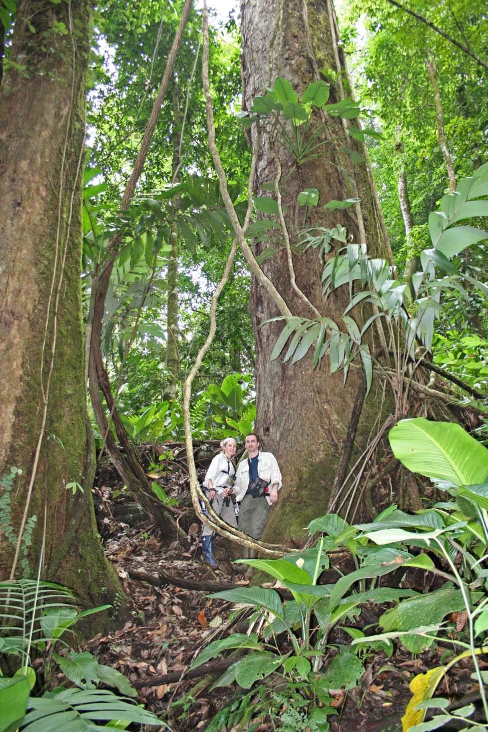Large Espavel Tree (Anacardium