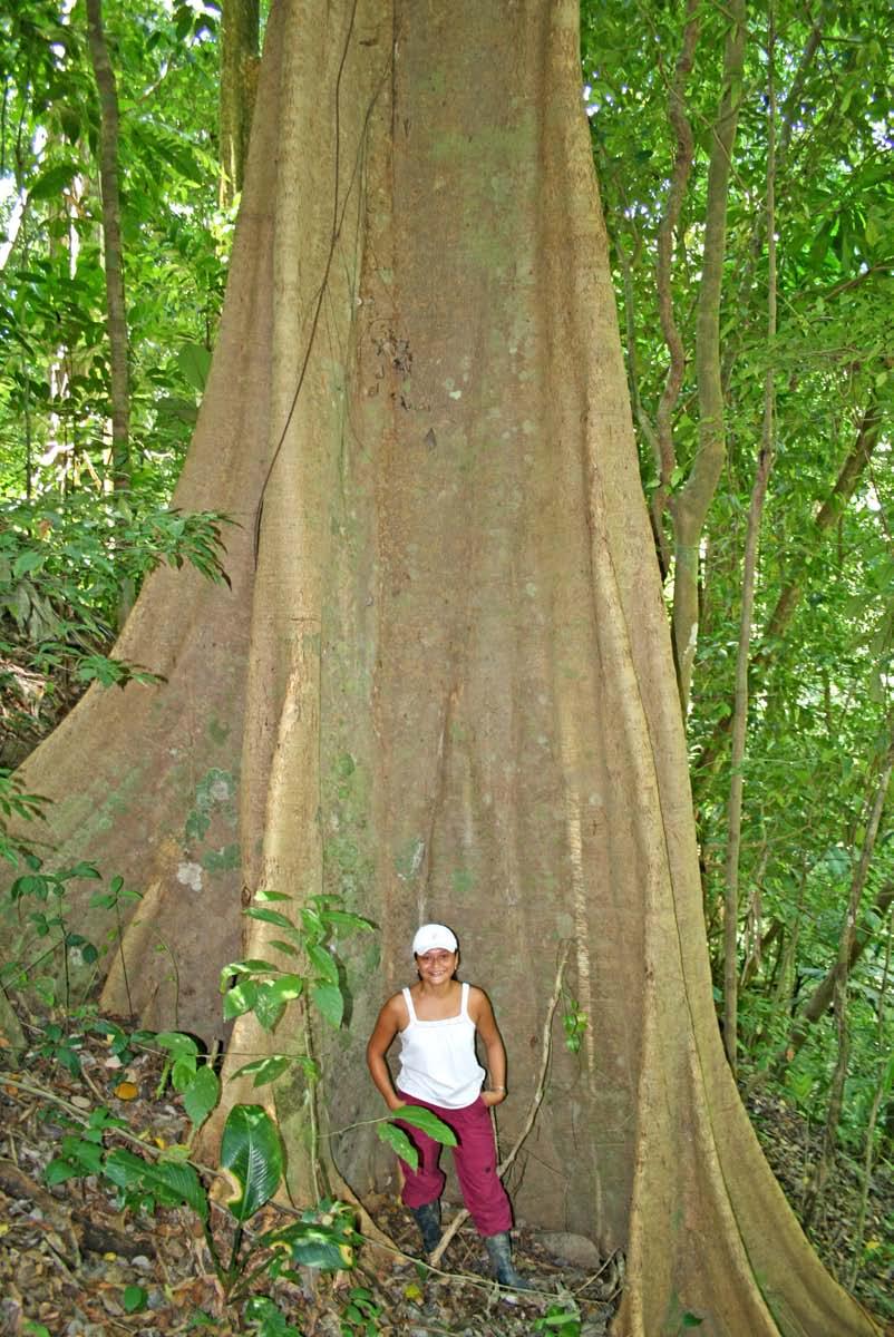This photo shows the impressive root strucuture of this Mastate tree These properties are of conservational importance due to their dominant forest coverage, especially at this altitude where much of