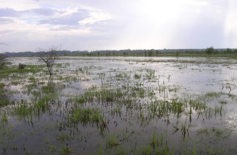 Figure 4. The Special Nature Reserve Zasavica : wet pasture Valjevac habitat of Chirocephalus brevipalpis, species with highly restricted distribution in Europe.