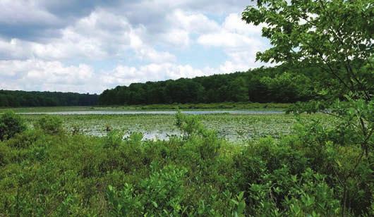 Features of the hike include a cranberry bog, a colony of carnivorous plants, many blueberries, and numerous historic foundations.