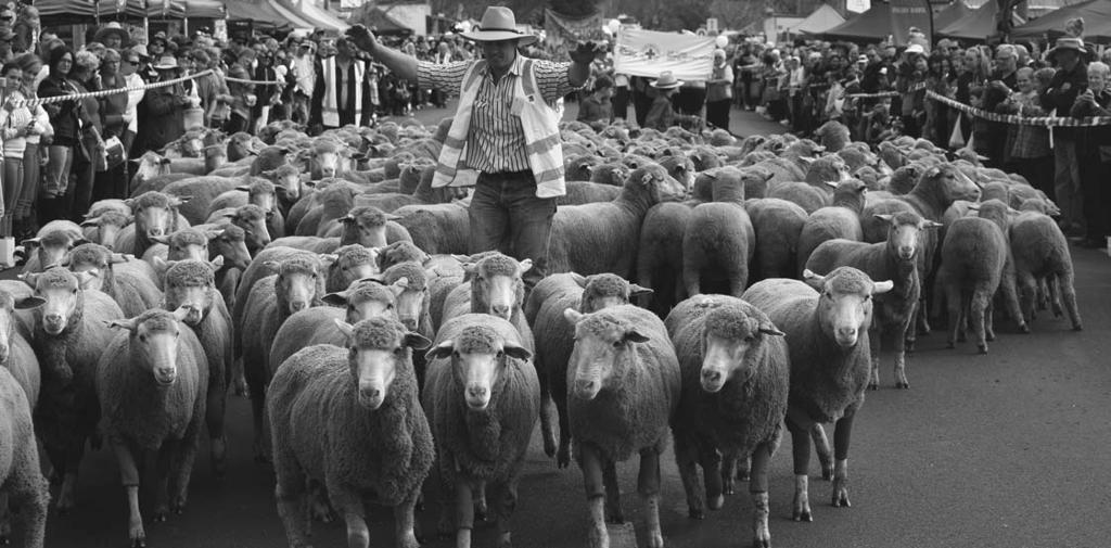what s happening Expertise with ease: Peter Campbell running the sheep at last year s festival. Photo courtesy of MFF committee.