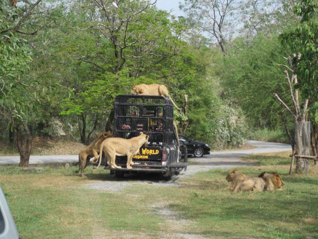 There are a lot of wild animals, including tigers and lions. There are daily tiger and lion feeding shows.