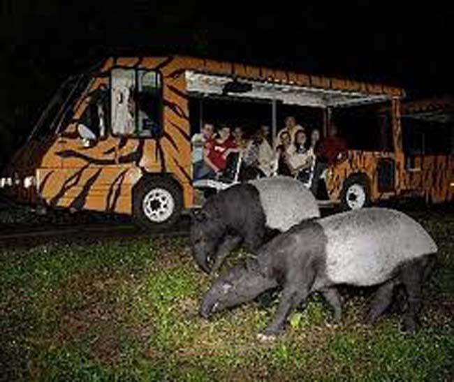 Night Safari gives you wonderful opportunity to see a myriad of nocturnal animals in the secondary jungle full of mystery and drama will be yours.