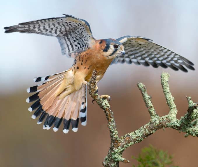 The American kestrel is the smallest falcon in North America and in Acadia.