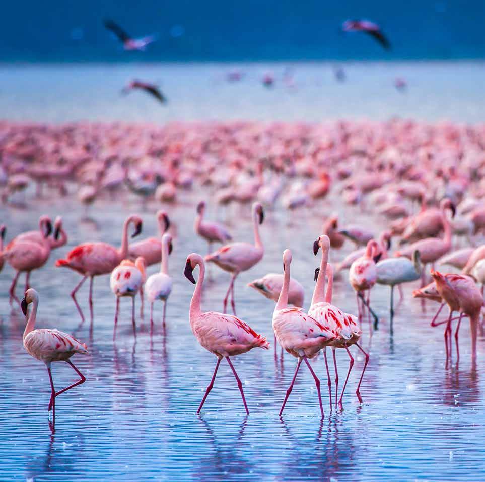 Pink flamingoes lining on the lake shore the famous Big Five. In the evening, enjoy a delicious Indian dinner at your lodge.