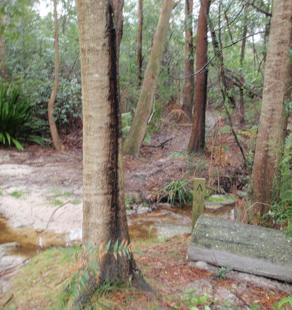 past a few scribbly gums, and comes to a Y-intersection marked with a 'The Great North Walk' sign (pointing left). 23.