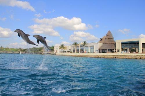 DOLPHIN SWIM, BUFFET LUNCH & BEACH Here is your chance to interact with one of nature's most endearing creatures at Cozumel's