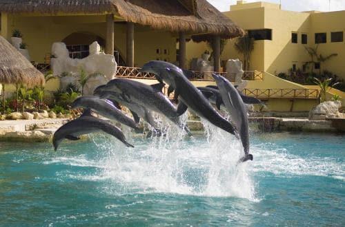 Departure Times: 1000, 1100, 1200, 1300 EXCLUSIVE DOLPHIN SWIM VIP EXPERIENCE Embark on a VIP Dolphin Adventure during your day on the exciting island of Cozumel! $149.