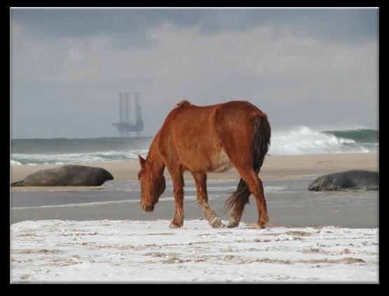 About Sable Island Sable Island has a long and fascinating human history spanning three centuries and is home to many species of plants, birds and mammals, including the famous wild horses.
