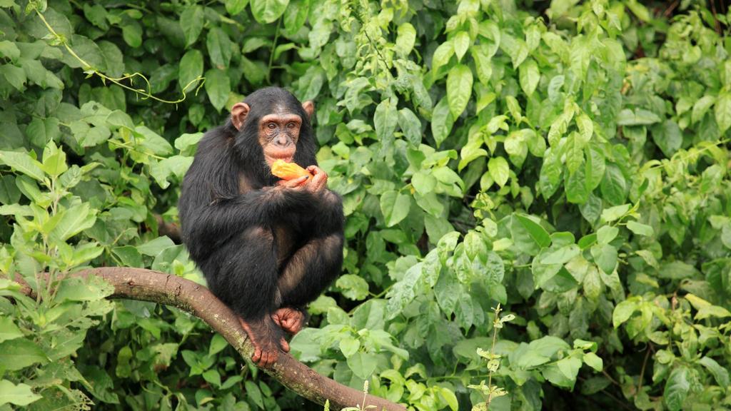 A visit to its renowned Chimpanzee Habituation Experience is then followed by a chance to explore its spectacular crater lakes before continuing on to the Queen Elizabeth National Park.
