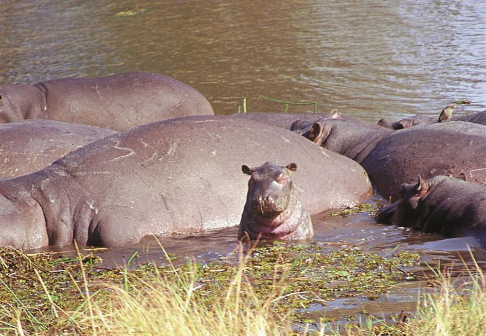 When not on a game-viewing activity there is a large hippo