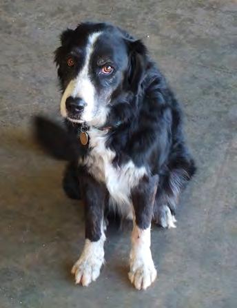 Rest In Peace Jake The Oklahoma Railway Museum and its volunteers are saddened by the passing of our beloved yard dog, Jake. On Saturdays he could be found not far from the side of Tom Harrison.