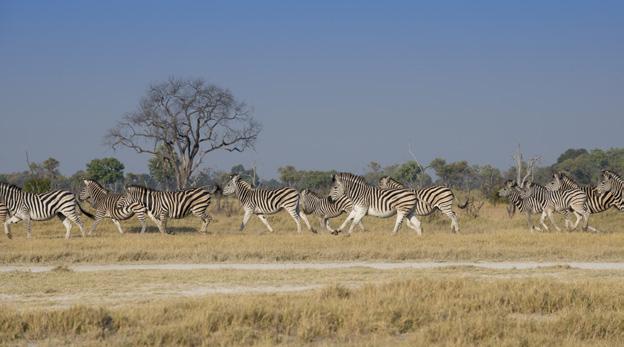 DAY 7-8 Nxai Pan National Park On the final leg of your journey you will be flown to Maun where you will be collected by vehicle and driven to the dramatic landscapes of