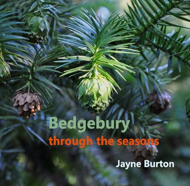 Bedgebury through the seasons Jayne Burton I am very pleased to announce that I have at last finished the Bedgebury book I have been working on for around two years, and have self-published it both