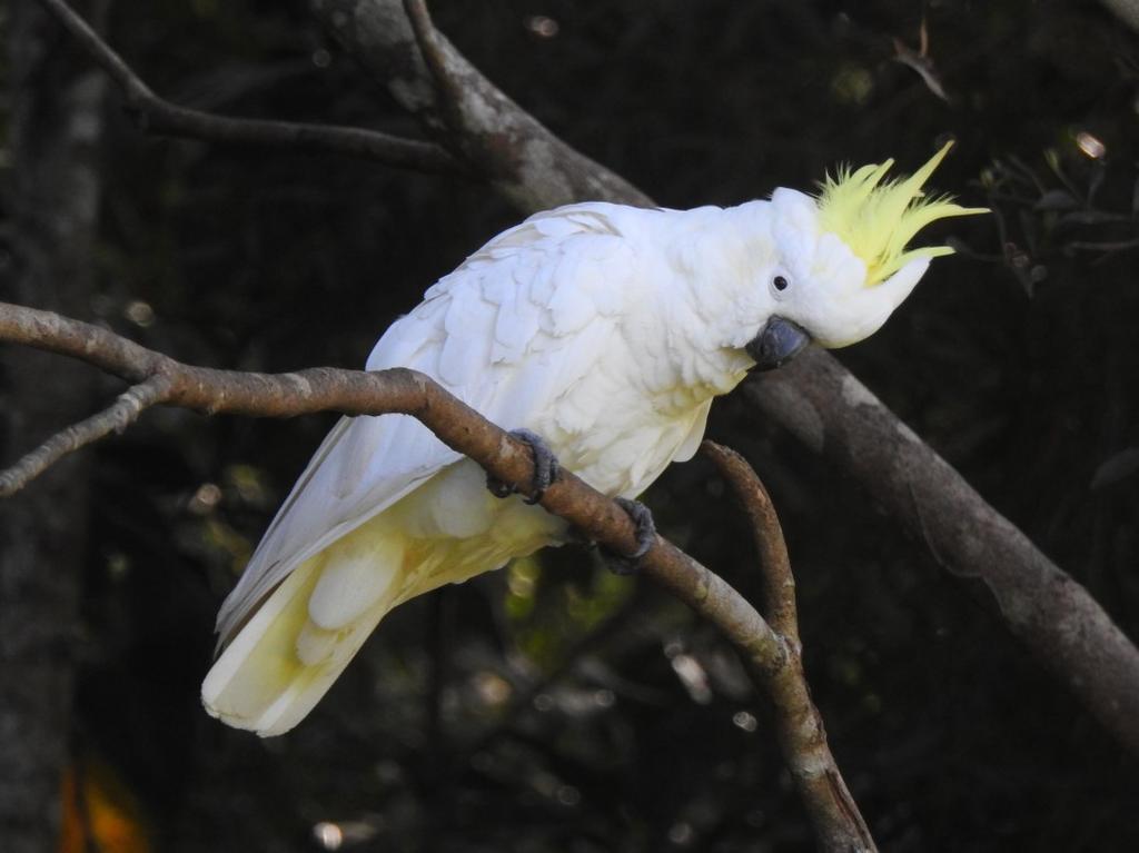 Sulphur-crested Cockatoo Thank you Andrew Melville Dipodium