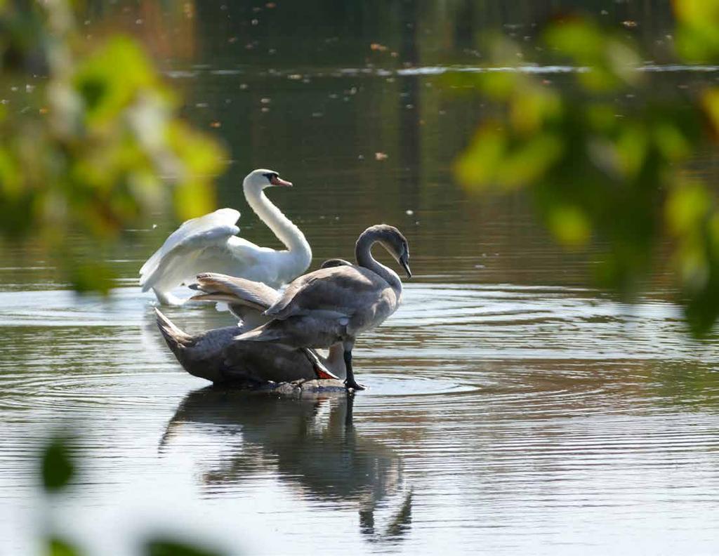Nature Preserve Swans