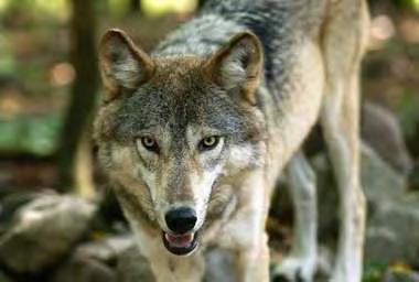 Lakota Wolf Preserve http://www.lakotawolf.
