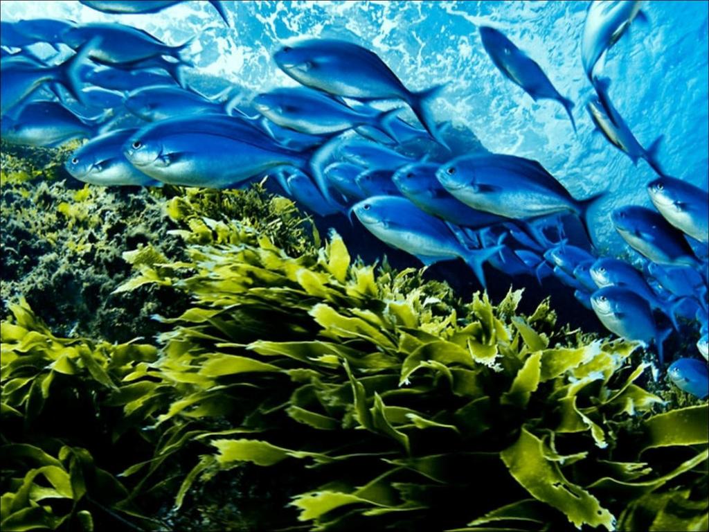 Blue Maomao and kelp, marine sanctuary, Poor Knights Brian J.