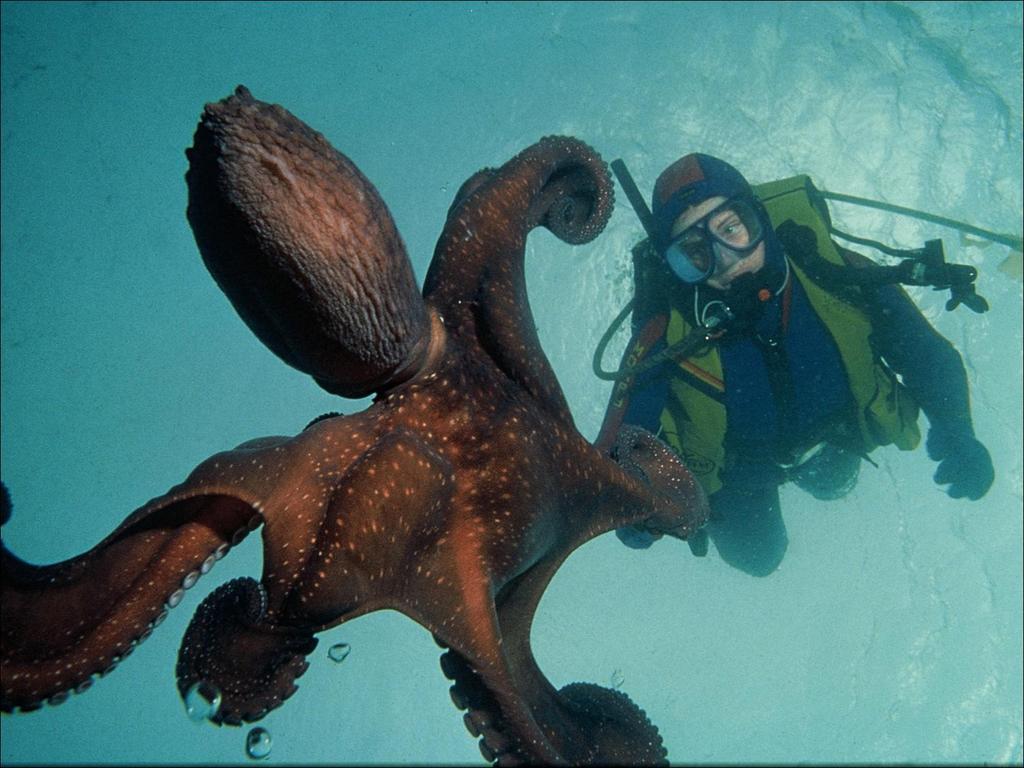 Octopus and diver, Fiordland marine area Department of