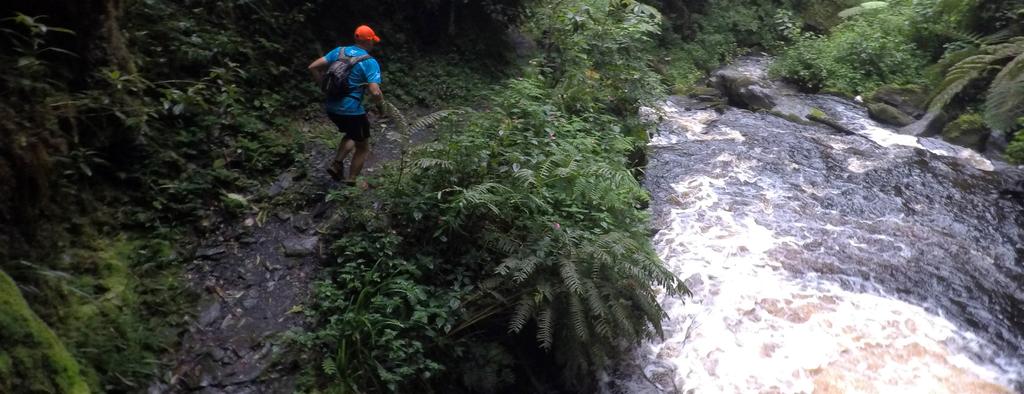 DISTANCE 7KM (OPTIONAL) VERTICAL GAIN +150M - 150M Day 7: Gisakura and Nyungwe Forest Today we reach the forest fridge of the largest swathe of tropical