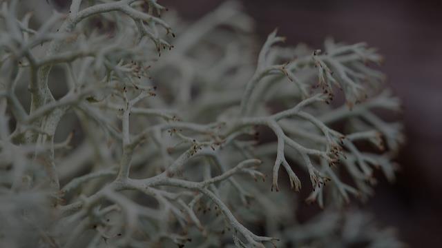INDIGENOUS PLANTS Reindeer moss, Liverwort, Crustose, and Foliose lichen is edible.