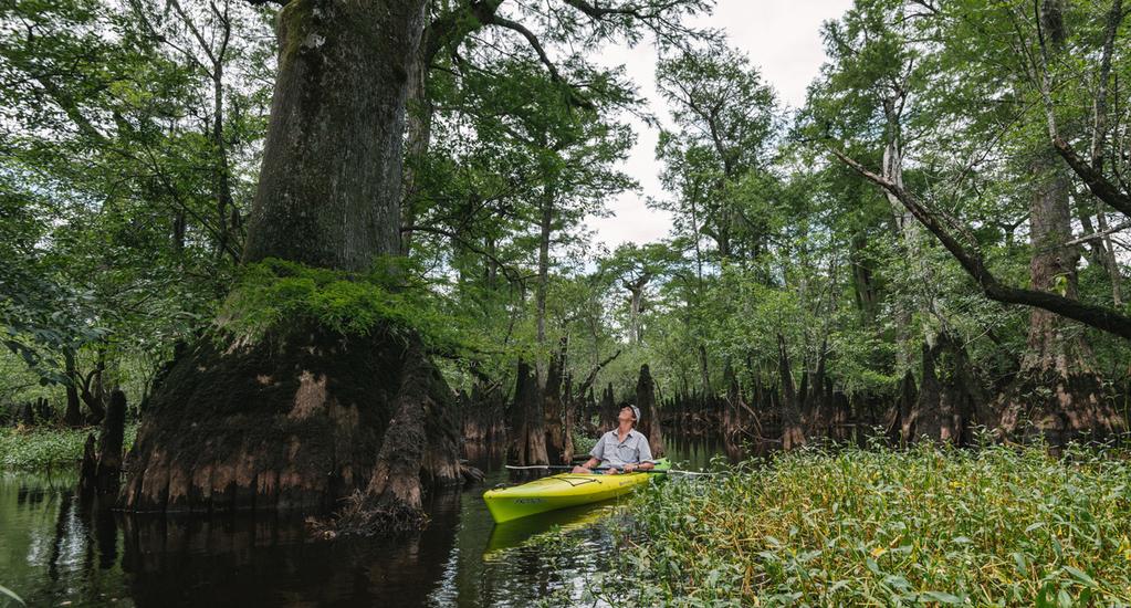 Notable Updates from April 2017 Grantees We supported TNC s Black River Cypress Swamp Campaign to permanently preserve 410 acres of land along the Black River, including approximately 150 acres of
