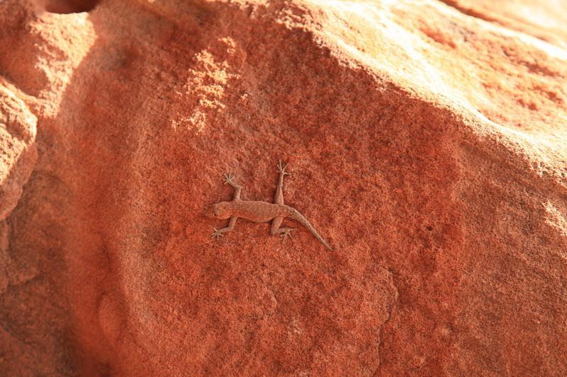 This little guy is not a petroglyphs, he