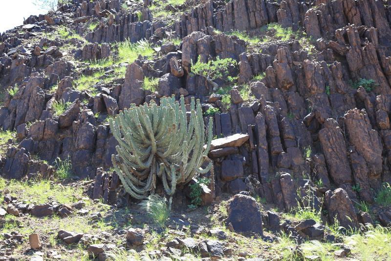 The milk from this cactus is poisonous.