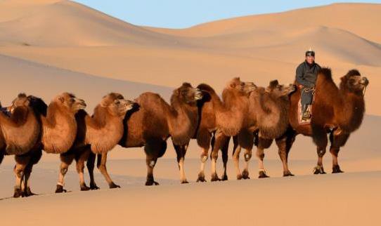 MONGOLIA Kids and Camels A family vacation like no other, this action-packed Mongolian journey leads from the dinosaur halls of Ulaanbaatar s Natural History Museum to the wide open steppe of Gun