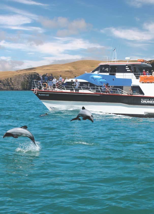 Alpine Lakes Journey Day 2 Christchurch Day-Trip: Akaroa Drive: 1 hour 30 minutes Barry s Bay Cheese See dolphins, penguins and seals in the