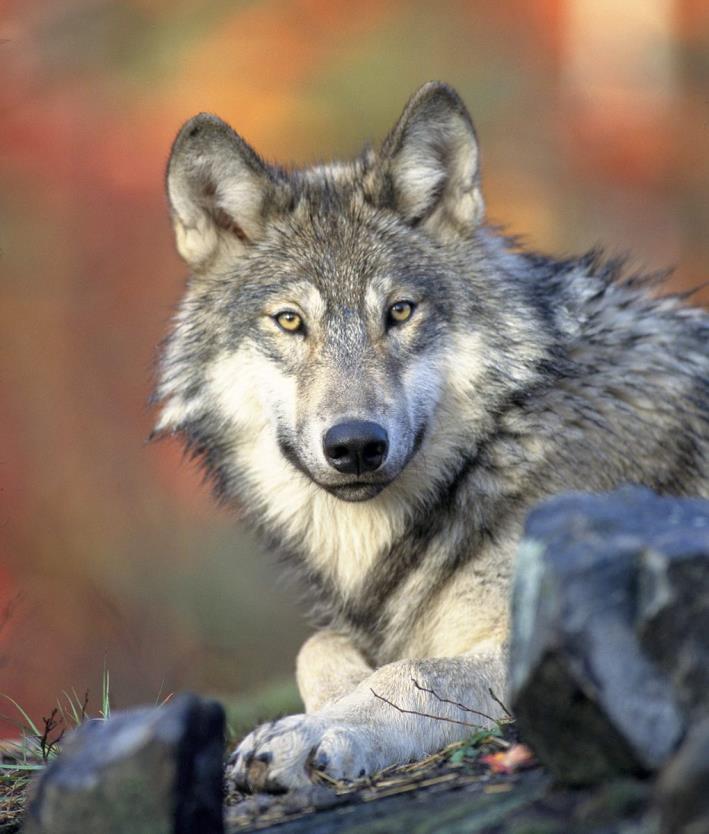 Wolf Canis lupus Linnaeus, 1758 Conservation status: CITES, Annex ІІ Bern