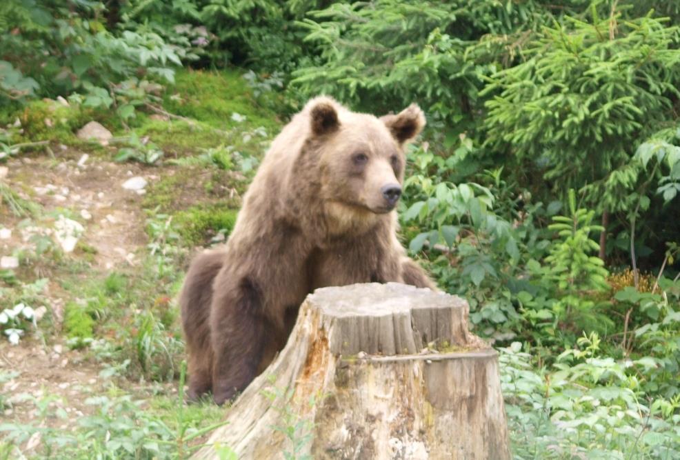 Brown bear Ursus arctos L.