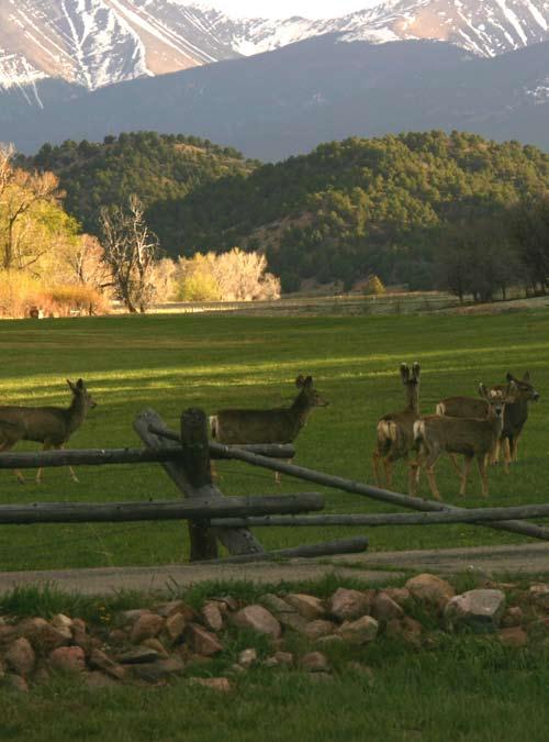 The ranch is home to numerous wildlife including bobcat, fox, coyote, mink, deer, elk, mountain lion, marmot, beaver and black bear.