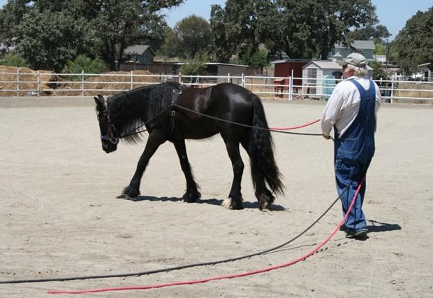 Brass Oak Driving Society August 2016 page 3 CARRIAGE DRIVING CLINIC FOR BEGINNERS With Harry Councell At 235 Cimarron Way, Arroyo Grande, on Saturday and Sunday, September 3 rd and 4 th, 2016 Clinic