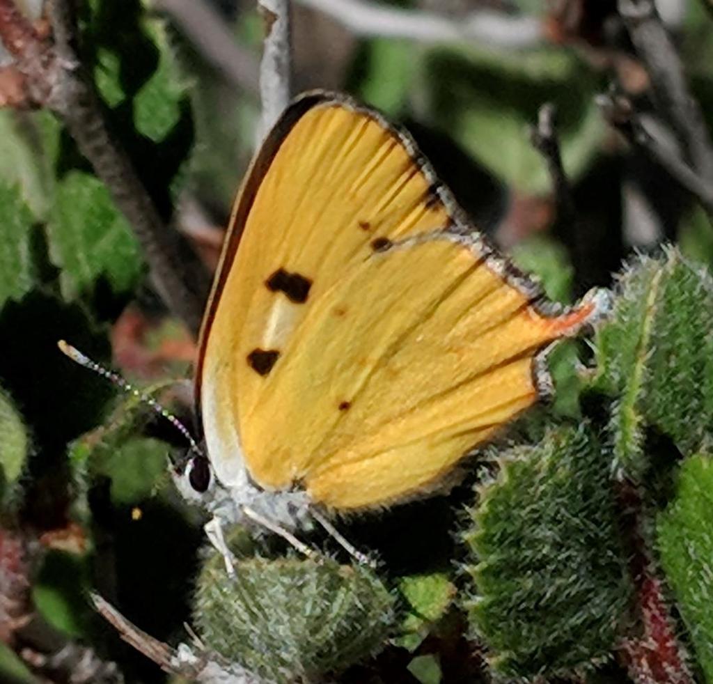 Hermes Copper Butterfly Translocation, Reintroduction, and Surveys TASK 1.