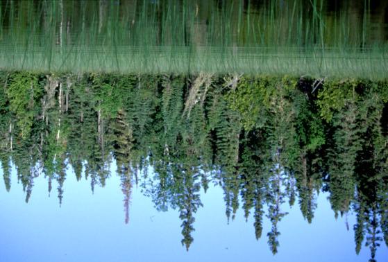 Figure 3: Shoreline of the conseration resere along Lower Twin Lake.