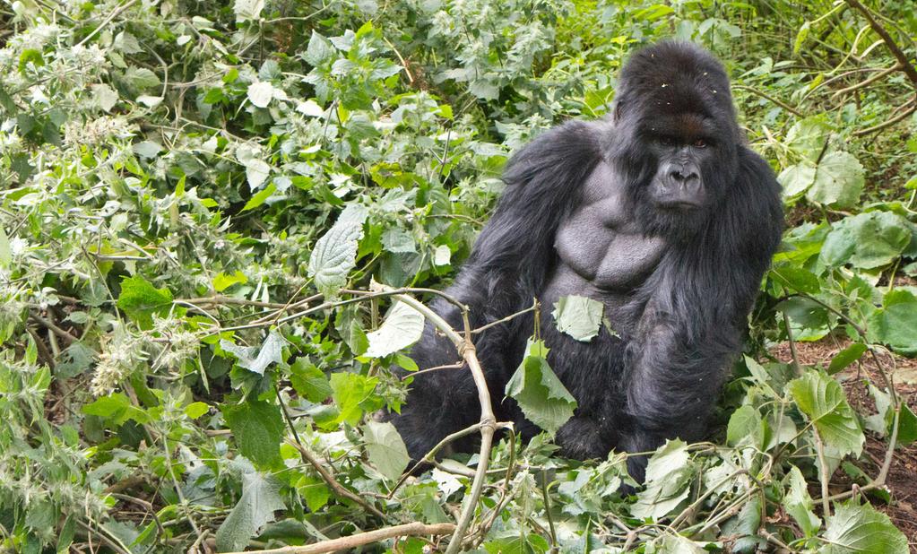 of lush vegetation have contributed to this mystique. Only about 900 mountain gorillas remain in the wild today, giving you a special opportunity for this rare experience.