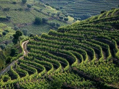 Page 10 of 14 Along the way, you will appreciate the wonderful landscapes of the valley and the Douro river, its slopes and vineyards, and pass through innumerable Wine Estates such as Quinta da