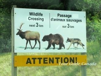 If you're eager to spot some wildlife, drive the Bow valley Parkway (Hwy 1a) early morning; the earlier the better your chances.