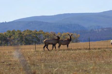 WILDLIFE AND RECREATION Quarter Circle C Ranch is a favored year round location for mule deer, whitetail deer, and antelope.