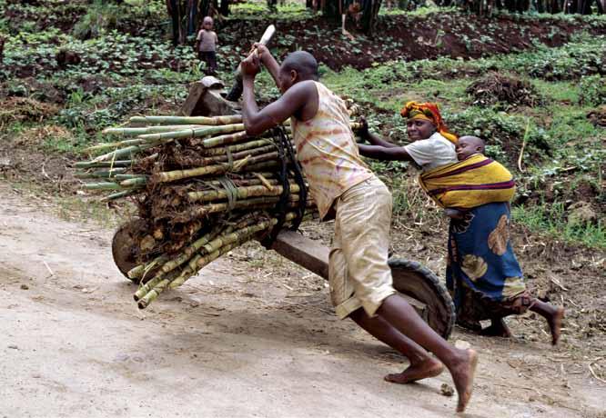 Left: A couple push a local wooden bike loaded with sugar cane to the market. Below: A tea plantation in the Virunga Mountains. patchwork green, planted with beans, potatoes and mealies.