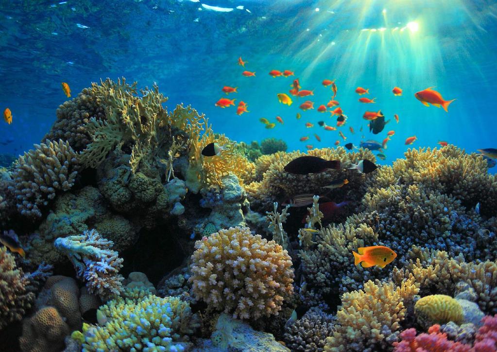 Diving & Snorkeling The warm, clear waters surrounding the tropical islands of Krabi are alive with coral reefs and colourful fish, and offers some of the best dive sites in Thailand.