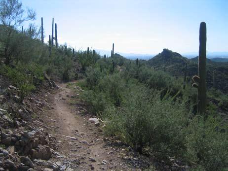 Some techniques that will help your trail look like it s been there for years include: Dispose of cuttings out of sight of the trail.