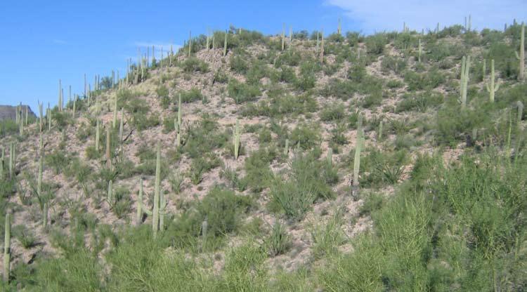 The desert provides us natural barriers to travel; cholla and prickly pear in the center of a climbing turn, for example, will discourage cutting across the center of the turn and they make a natural