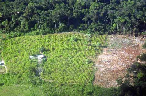 2.1.1.2 Meta-Guaviare region Table 6: Coca cultivation in Meta-Guaviare, 1999 2005 Department 1999 2000 2001 2002 2003 2004 2005 % Change 2004-2005 Meta 11,384 11,123 11,425 9,222 12,814 18,740